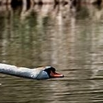 204A1214 Cygne tuberculé